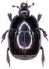 Margarinotus ignobilis